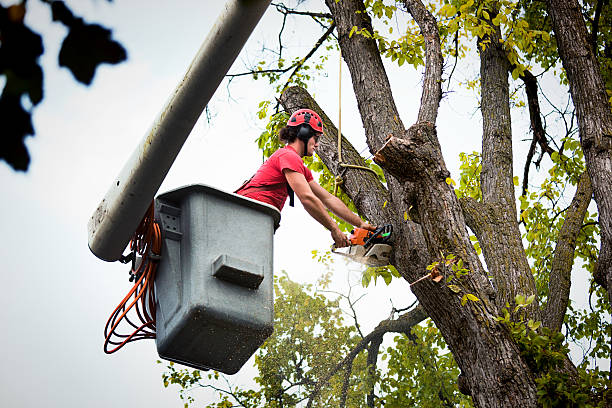 Best Tree Cabling and Bracing  in Osceola, WI